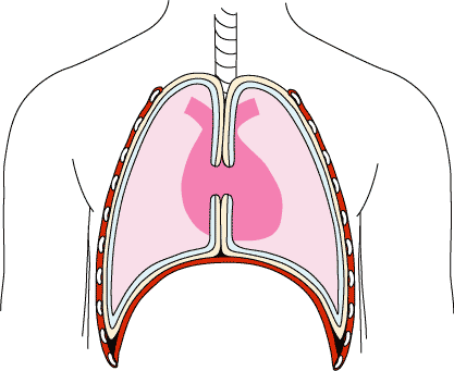Index of /sdc/Provectus/Chest_Drain_Nurses/Anatomy and physiology refresher  for insertion and management of chest  drains/unit-23042012093530649291/images
