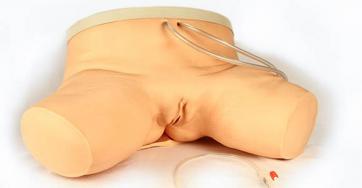 Lifeform Female Catheterisation Trainer